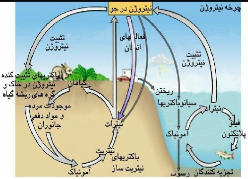 پاورپوینت کنفرانس چرخه نیتروژن و کاربردهای آن