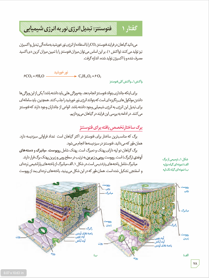 زیست شناسی 3 - پایۀ دوازدهم - دورۀ دوم متوسطه: فصل 6- از انرژی به ماده: گفتار 1 - فتوسنتز